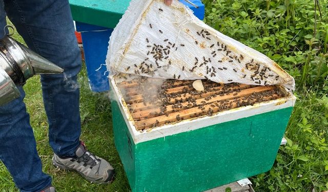 Büyükşehir’den Özvatanlı Arıcılara 660 Bin TL’lik Ana Arı Desteği