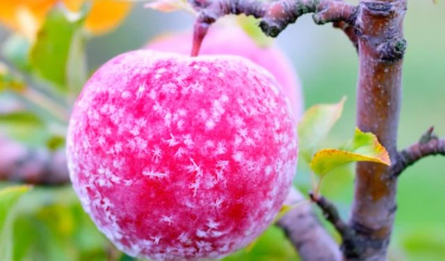 Zirai Don Meclis Araştırma Komisyonu İlk Toplantısını Yaptı