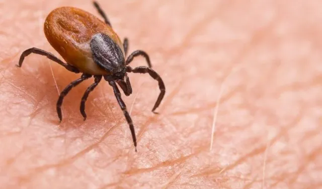 Kayseri’ye Kene Göçmen Kuşlarla Geldi: Prof. Dr. Orhan Yıldız Açıkladı