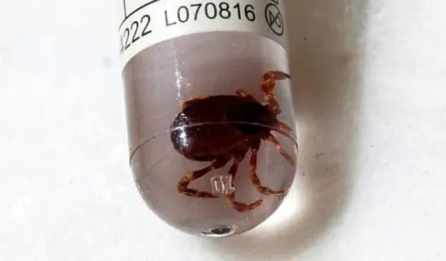 Sivas’ta Kene Riskine Karşı Aşı Umudu: Son Testler Başarıyla Devam Ediyor