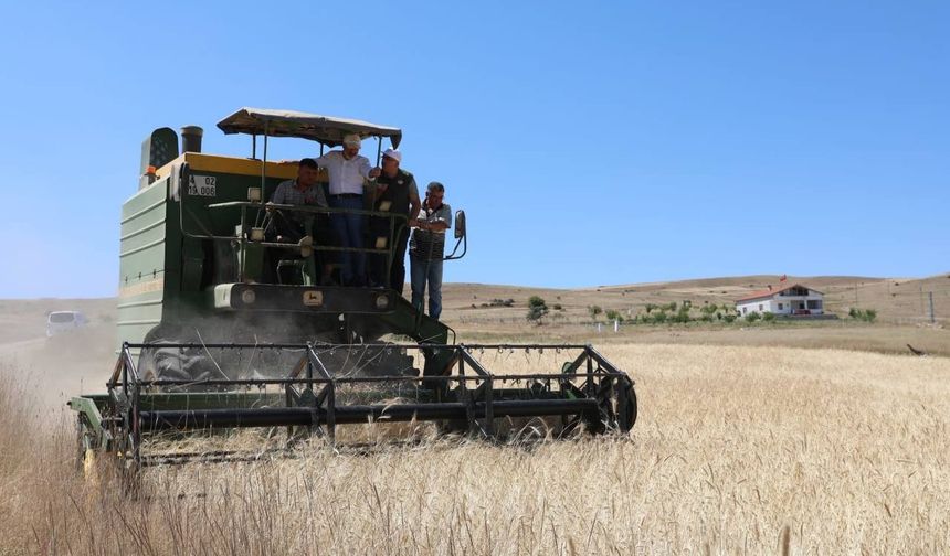 Kocasinan’da çiftçilere dağıtılan gacer buğdayı hasat edildi