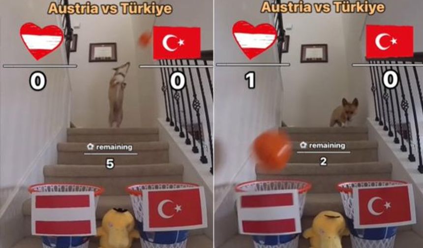 Dünyanın Konuştuğu Köpek Türkiye Avusturya Maç Sonucunu Açıkladı