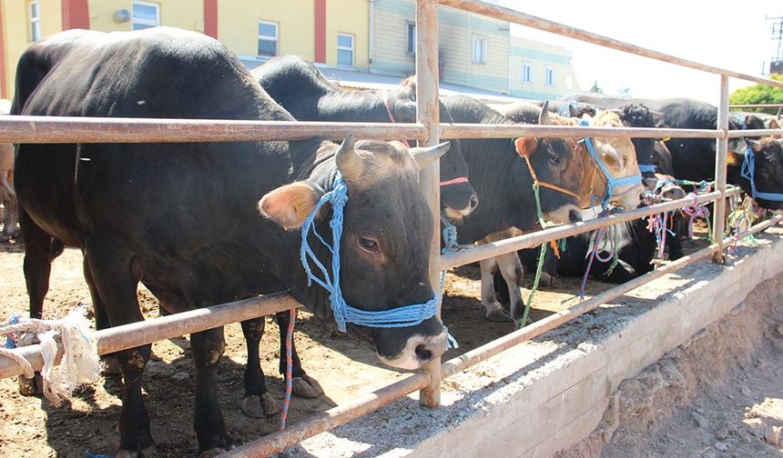 Sivas’ta Kurban Pazarı Bu Yıl Kovalı Mevkii’nde Kurulacak