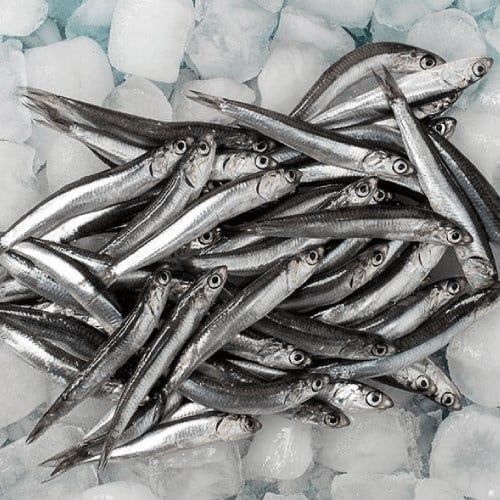 Hamsi 500 Gr Balik Ye 24Cbc0